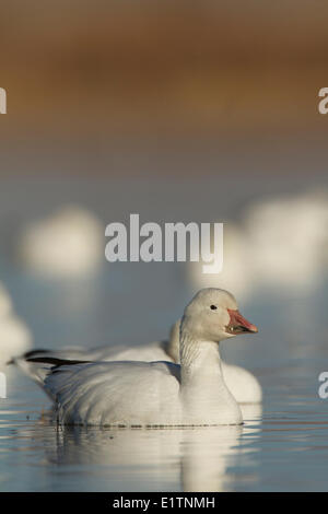 Schneegans, Chen Caerulescens, Bosque Del Apache, New Mexico, USA Stockfoto