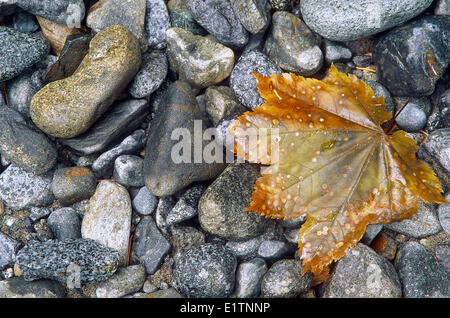 Unten-Ahorn, Acer Macrophyllum, Pemberton, BC, Kanada Stockfoto