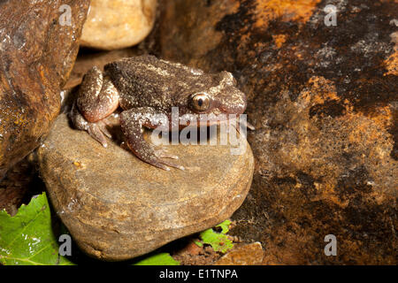 Rocky Mountain-Tailed-Frosch, Ascaphus Montanus, Moyie Fluss, Kootenays, BC, Kanada Stockfoto