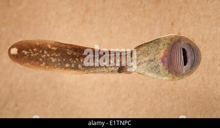 Rocky Mountain Tailed Frosch, Kaulquappe, Ascaphus Montanus, Moyie Fluss Kootenays, BC, Kanada Stockfoto