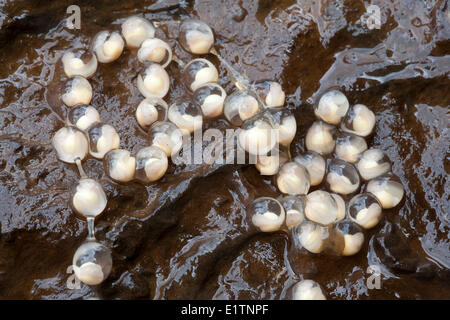 Rocky Mountain Tailed Frosch, Ei-Masse, Ascaphus Montanus, Moyie Fluss, Kootenays, BC, Kanada Stockfoto