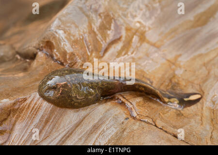 Rocky Mountain Tailed Frosch, Kaulquappe, Ascaphus Montanus, Moyie Fluss Kootenays, BC, Kanada Stockfoto