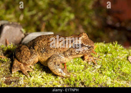 Rocky Mountain-Tailed-Frosch, Ascaphus Montanus, Moyie Fluss, Kootenays, BC, Kanada Stockfoto