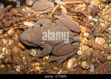 Coastal Tailed Frosch Ascaphus Truei, Mowhokum Creek, Coastal BC, Kanada Stockfoto