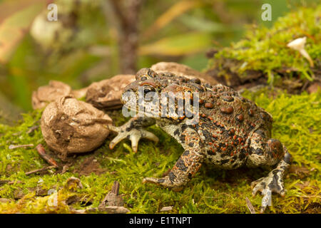 Western-Kröte, Anaxyrus Boreas, Elk Island National Park, Alberta, Kanada Stockfoto