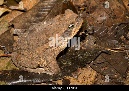 Cane Toad, Bufo Marinus, Rio Napo, Amazonien, Ecuador Stockfoto