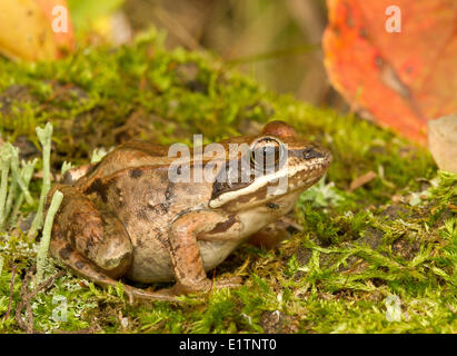 Holz-Frosch, Rana Sylvatica, Alberta, Kanada Stockfoto