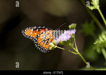 Monarch, Danaus Plexippus, Arizona, USA Stockfoto