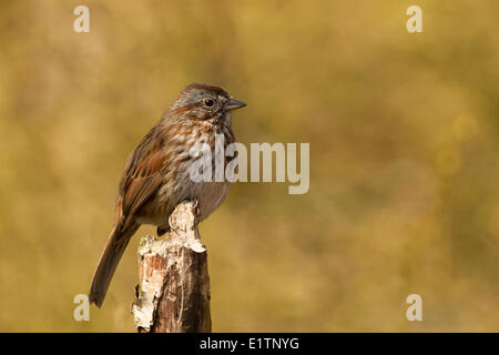 Song-Spatz, Melospiza Melodia, BC, Kanada Stockfoto