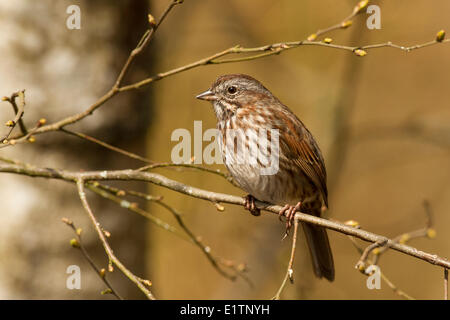 Song-Spatz, Melospiza Melodia, BC, Kanada Stockfoto