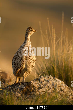 Sharp-tailed Grouse, Tympanuchus Phasianellus, Kamloops, BC, Kanada Stockfoto