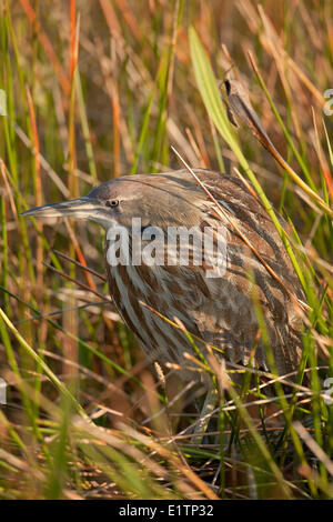 Amerikanische Rohrdommel, Botaurus Lentiginosus, Everglades, Florida, USA Stockfoto