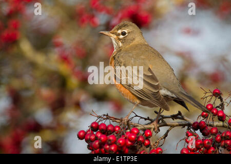 American Robin, Turdus Migratorius, Vancouver, BC, Kanada Stockfoto