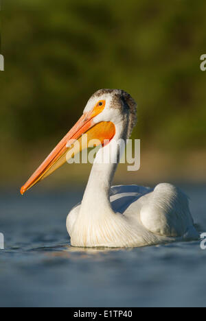 American White Pelikan, Pelecanus Erythrorhynchos, Alberta, Kanada Stockfoto