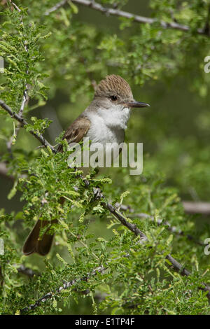 Asche-throated Flycatcher, Myiarchus Cinerascens, Arizona, USA Stockfoto