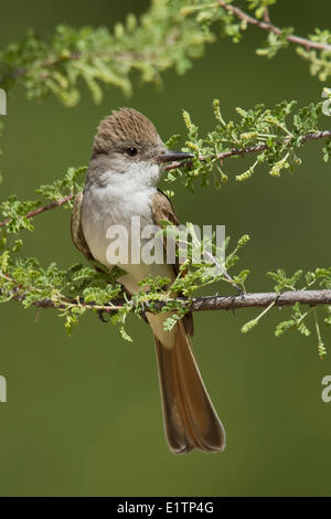 Asche-throated Flycatcher, Myiarchus Cinerascens, Arizona, USA Stockfoto