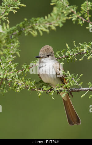 Asche-throated Flycatcher, Myiarchus Cinerascens, Arizona, USA Stockfoto