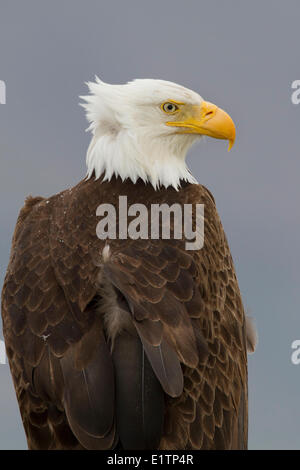 Weißkopfseeadler, Haliaeetus Leucocephalus, Summer Lake, Oregon, USA Stockfoto