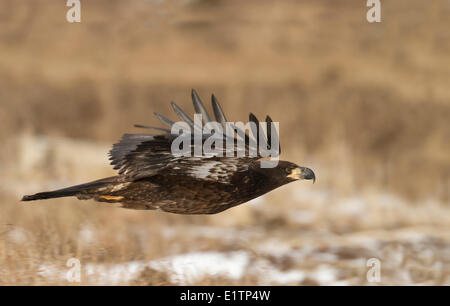 Weißkopfseeadler, Haliaeetus Leucocephalus, Boundary Bay, BC, Kanada Stockfoto