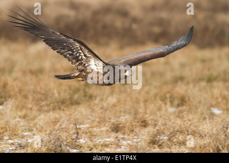 Weißkopfseeadler, Haliaeetus Leucocephalus, Boundary Bay, BC, Kanada Stockfoto