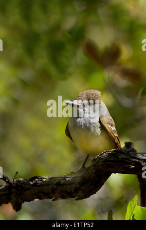 Brown-crested Flycatcher, Myiarchus Tyrannulus, Arizona, USA Stockfoto