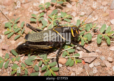 Pferd Lümmel Grasshopper, Taeniopoda Eques, Arizona, USA Stockfoto