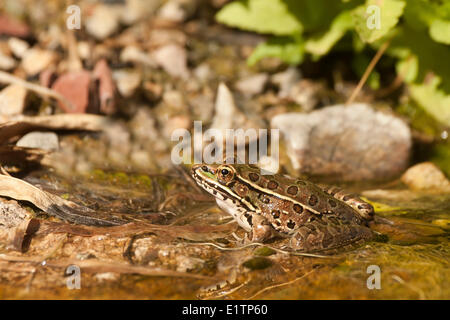 Chiracuah (Ramsey Canyon) Leopard Frog, Rana Subaquavocalis, Arizona, USA Stockfoto