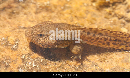 Chiracuah (Ramsey Canyon) Leopard Frog, Rana Subaquavocalis, Arizona, USA Stockfoto