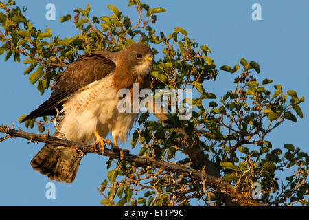 Swainson der Falke, Buteo Swainsoni, Arizona, USA Stockfoto