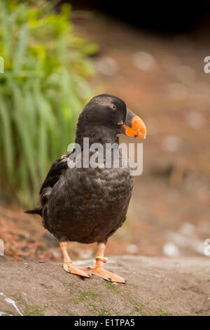 Getuftete Puffin, Fratercula Cirrhata, Oregon, USA Stockfoto