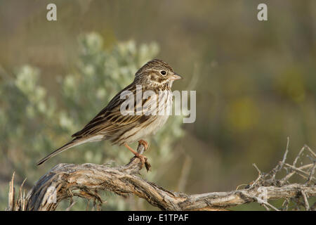 Vesper Spatz, Pooecetes Gramineus, Kamloops, BC, Kanada Stockfoto