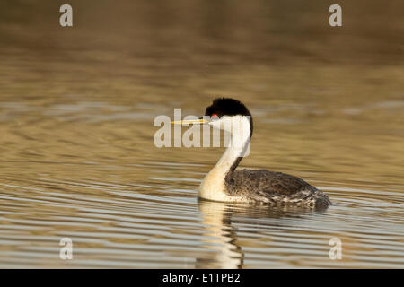 Western Grebe, Aechmophorus Occidentalis, Washington, USA Stockfoto