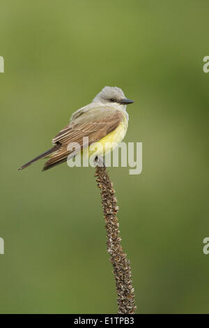 Western Kingbird, Tyrannus Verticalis, BC, Kanada Stockfoto