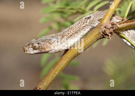 Western Leier Schlange, Trimorphodon Biscutatus, Arizona, USA Stockfoto