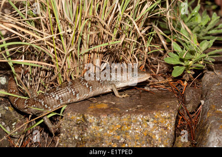 Madrean Alligator Eidechse, Elgaria Kingii, Rio Grand, Texas, USA Stockfoto