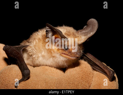 Bleiche Bat, Antrozous Pallidus, Okanagan, BC, Kanada Stockfoto