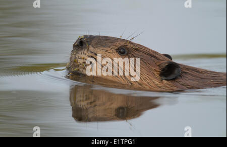 Biber, Castor Canadensis, Alberta, Kanada Stockfoto