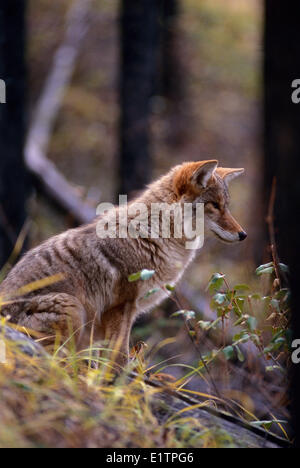 Coyote, Canus Latrans, Banff, Alberta, Kanada Stockfoto