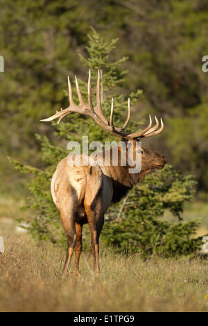 Rocky Mountain Elk, Cervus Canadensis Nelsoni, NP Banff, Alberta, Kanada Stockfoto