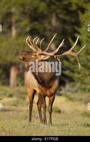 Rocky Mountain Elk, Cervus Canadensis Nelsoni, NP Banff, Alberta, Kanada Stockfoto