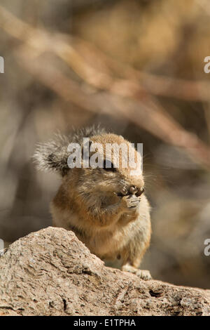 Harris Antilope Eichhörnchen, Ammospermophilus Harrisii, Arizona, USA Stockfoto