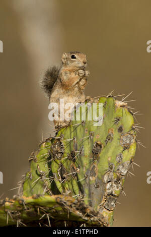 Harris Antilope Eichhörnchen, Ammospermophilus Harrisii, Arizona, USA Stockfoto