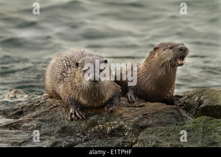 Nordamerikanischer Fischotter, Lontra Canadensis, Victoria, BC, Kanada Stockfoto