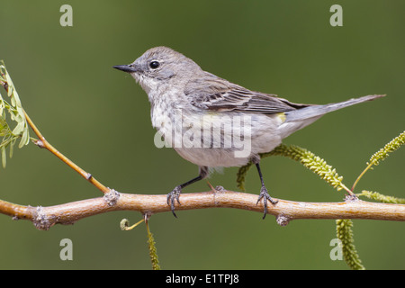 Gelb-Psephotus Warbler - Setophaga Coronata (Audubon) - erwachsenes Weibchen Stockfoto