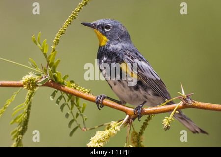 Gelb-Psephotus Warbler - Setophaga Coronata (Audubon) - Erwachsene männliche Zucht Stockfoto