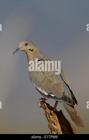 Weiß – Winged Taube Zenaida Asiatica, Arizona, USA Stockfoto