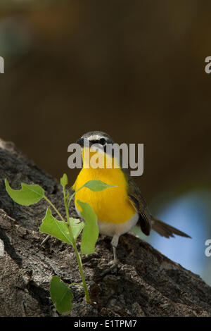 Gelb, Breasted chatten, Icteria Virens, Arizona, USA Stockfoto