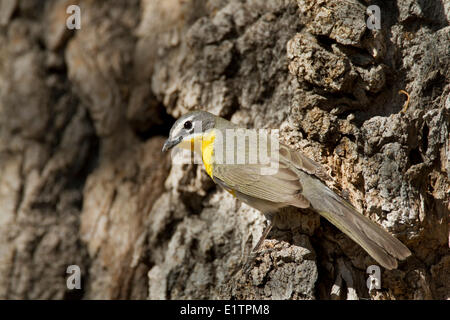 Gelb, Breasted chatten, Icteria Virens, Arizona, USA Stockfoto