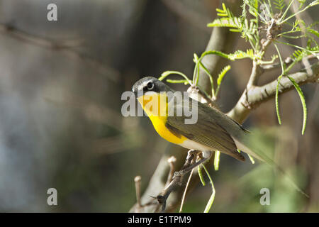 Gelb, Breasted chatten, Icteria Virens, Arizona, USA Stockfoto