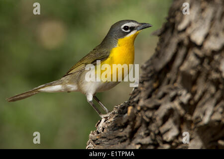 Gelb, Breasted chatten, Icteria Virens, Arizona, USA Stockfoto